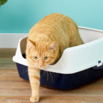 Baño Arenero Para Gato De 49 Cm Gatos