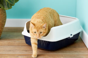 Baño Arenero Para Gato De 49 Cm Gatos