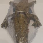 Adorno Tipo Cocodrilo mediano 25 cm