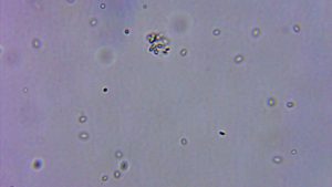 BIO BACTERIAS STABILITY DE 100 ML - Imagen 5