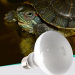 Foco de UVA + UVB de 40 watts a 220V para reptiles MARCA NOMO