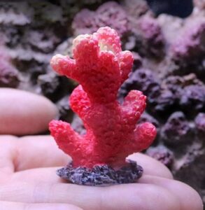 Adorno Tipo Arrecife Color Rojo Chico 5cm Pecera - Imagen 3