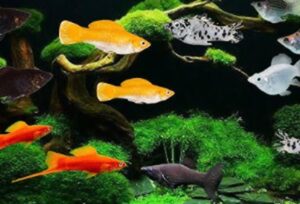 Acuario Curvo De Lujo 30 Litros Lujo Peces SOBO T38F - COMPLETO - Imagen 6