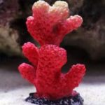 Adorno Tipo Arrecife Color Rojo Chico 5cm Pecera