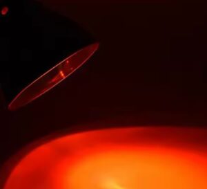 Foco de Luz Uva Y Uvb Calentadora De 75 Watts  de UVA + UVB 3.0 - Imagen 4