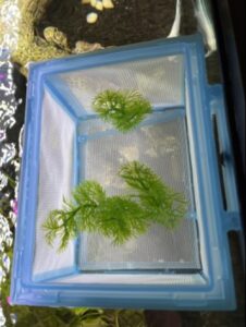 Paridera Penn-Plax Nb2 Net Breeder Para Acuario Y Peceras - Imagen 3