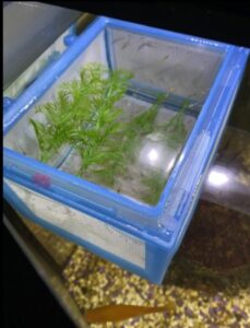 Paridera Penn-Plax Nb2 Net Breeder Para Acuario Y Peceras - Imagen 4